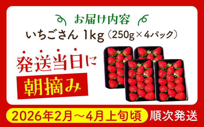【2〜4月発送】朝摘みいちご いちごさん 1kg（250g×4パック）【むらおか農園】 [HAF023]