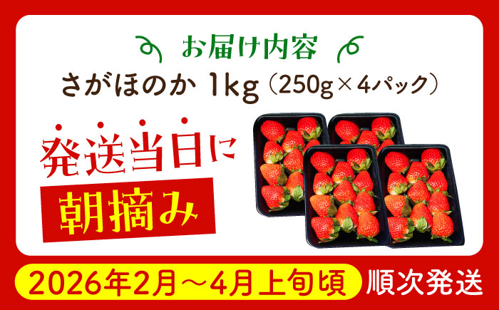 【2〜4月発送】朝摘みいちご さがほのか 1kg（250g×4パック）【むらおか農園】 [HAF024]