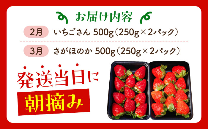【先行予約】【全2回定期便】いちご食べ比べ定期 総計1kg（さがほのか いちごさん）【むらおか農園】 [HAF026]