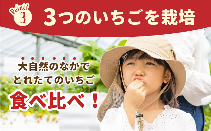 【先行予約】【五感で楽しむ】いちご狩り体験 ペアチケット【花祭いちごの谷】 [HBN002]