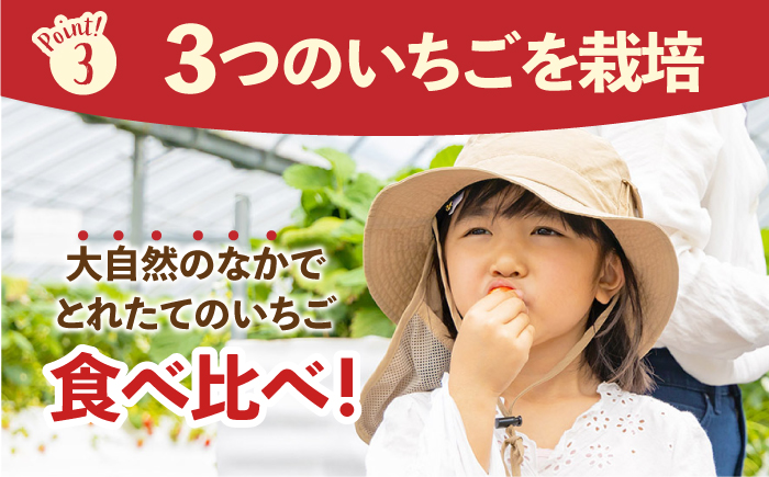 【先行予約】【五感で楽しむ】いちご狩り体験 チケット 4枚【花祭いちごの谷】 [HBN005]