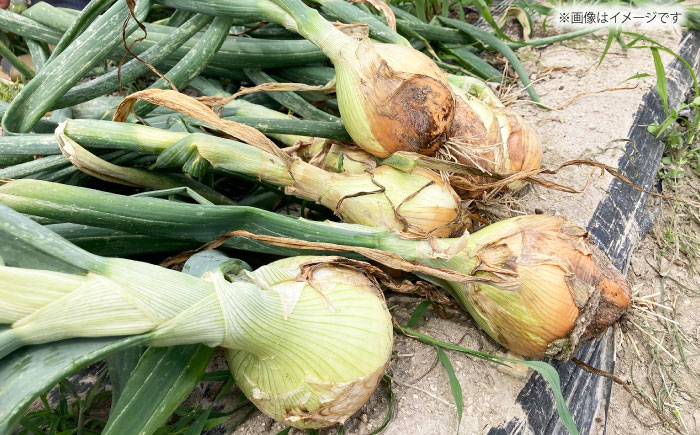 訳あり 新玉ねぎ 10kg  【あかるい農園 ミッチ?】 不揃い たまねぎ [HDF001]