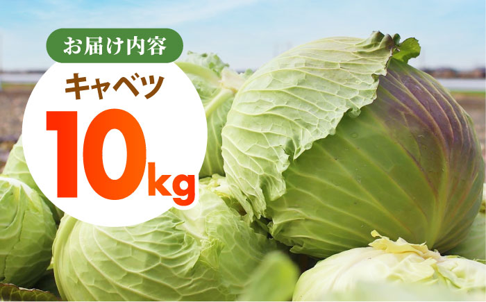 【先行予約】 キャベツ 10kg 【吉祥】 [HDG001]
