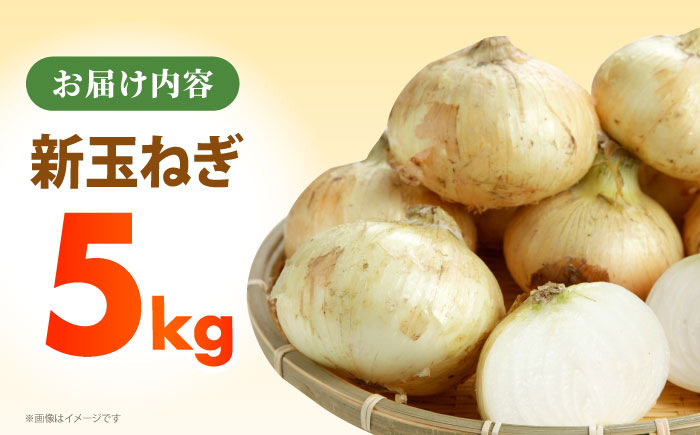【先行予約】 新玉ねぎ 5kg 【吉祥】 [HDG015]