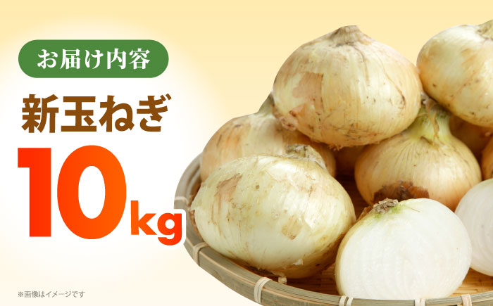 【先行予約】 新玉ねぎ 10kg 【吉祥】 [HDG016]