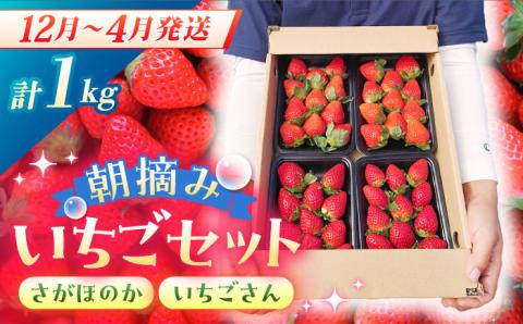 【2〜4月発送】朝摘みいちご1kg（いちごさん・さがほのか計4パック）【むらおか農園】 [HAF020]