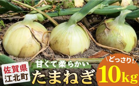 【先行予約】江北町産 たまねぎ 約10kg【百武青果】 [HAE017] 玉ねぎ