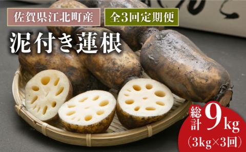 【全3回定期便】地元江北町産 泥付き蓮根 3kg【百武青果】 [HAE012]
