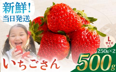 【2〜4月発送】朝摘みいちご（いちごさん）500g（250g×2パック）【むらおか農園】 [HAF021]
