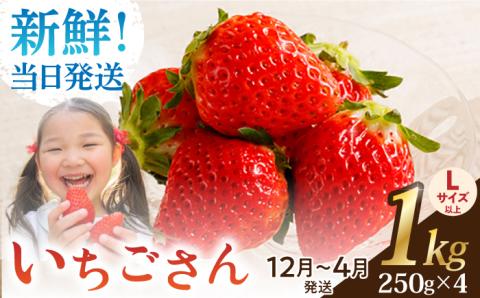 【2〜4月発送】朝摘みいちご いちごさん 1kg（250g×4パック）【むらおか農園】 [HAF023]