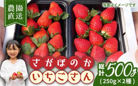 【12～4月発送】農園直送「いちごさん・さがほのか」500g（約250g×2パック）【花祭果実】 [HBN003]