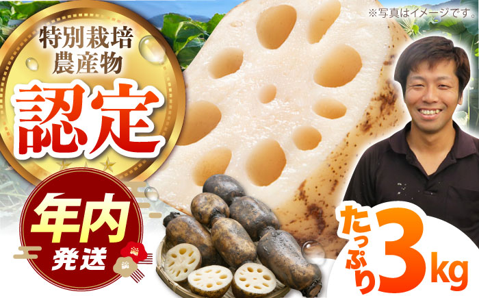 【12/15入金まで年内発送】【特別栽培農産物 認定】＜地元江北町産＞ 泥付き 蓮根 3kg【百武青果】 [HAE001]