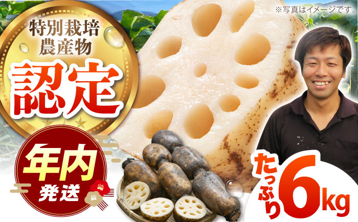 【12/15入金まで年内発送】【特別栽培農産物 認定】＜地元 江北町産＞ 泥付き 蓮根 6kg（3kg×2）【百武青果】 [HAE002]