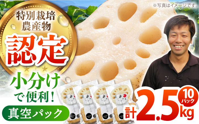 【先行予約】【特別栽培農産物 認定】＜地元江北町産＞佐賀 れんこんパック 10パック（250g×10パック）【百武青果】 [HAE016] 蓮根