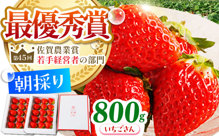 【1〜2月発送】王様のいちご いちごさん 800g（400g×2箱）【むらおか農園】[HAF009]