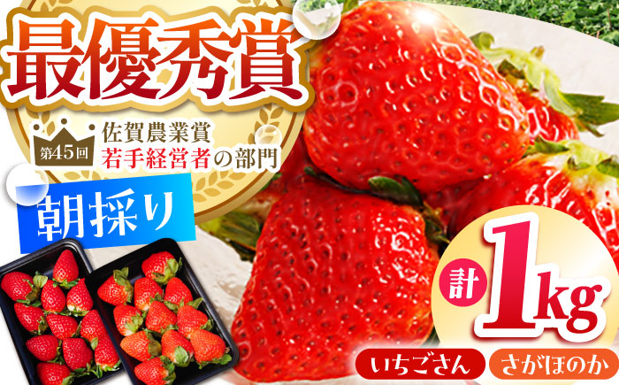 【2〜4月発送】朝摘みいちご1kg（いちごさん・さがほのか計4パック）【むらおか農園】 [HAF020]