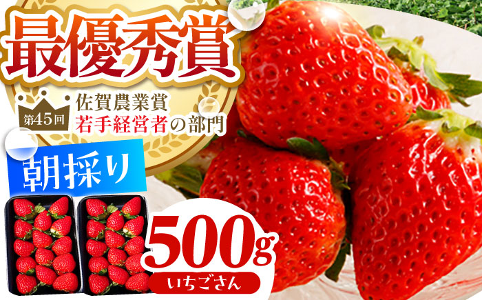 【2〜4月発送】朝摘みいちご（いちごさん）500g（250g×2パック）【むらおか農園】 [HAF021]
