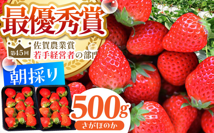 【2〜4月発送】朝摘みいちご（さがほのか）500g（250g×2パック）【むらおか農園】 [HAF022]