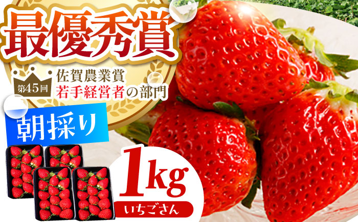 【2〜4月発送】朝摘みいちご いちごさん 1kg（250g×4パック）【むらおか農園】 [HAF023]