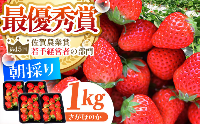 【2〜4月発送】朝摘みいちご さがほのか 1kg（250g×4パック）【むらおか農園】 [HAF024]