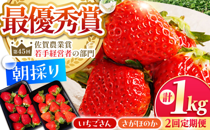 【先行予約】【全2回定期便】いちご食べ比べ定期 総計1kg（さがほのか いちごさん）【むらおか農園】 [HAF026]