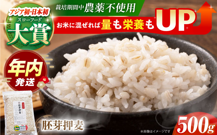 【12/23入金まで年内発送】【栽培期間中農薬不使用】胚芽押麦 500g＜1等麦使用＞江北町産 サチホゴールデン【葦農】 [HAJ002] 麦