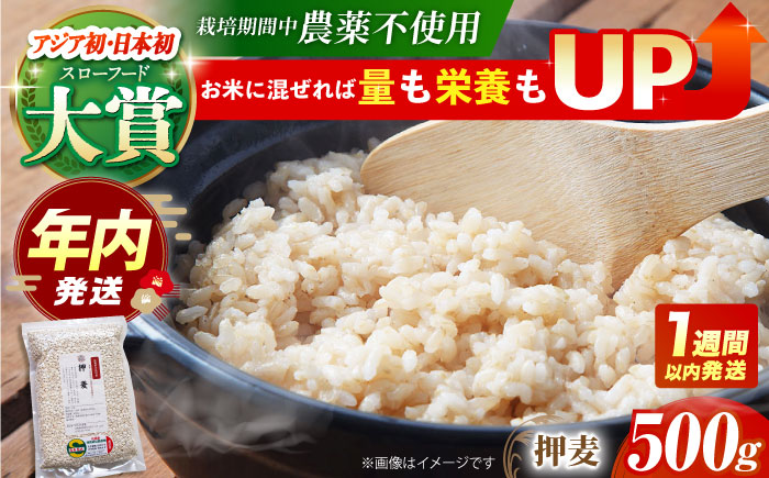 【12/23入金まで年内発送】【栽培期間中農薬不使用】押麦 500g＜1等麦使用＞江北町産 サチホゴールデン【葦農】 [HAJ011] 麦