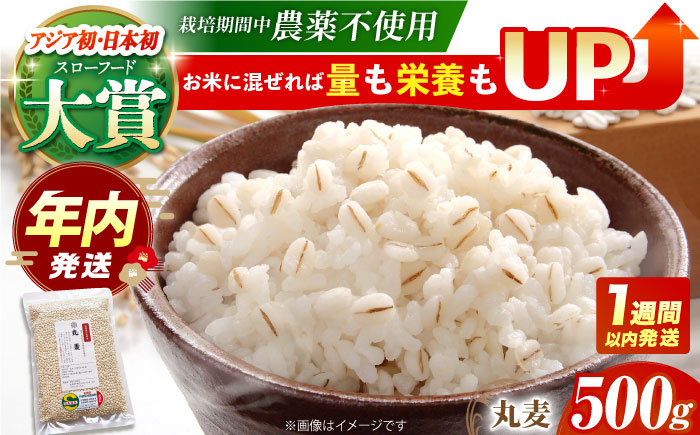 【12/23入金まで年内発送】【栽培期間中農薬不使用】丸麦 500g＜1等麦使用＞江北町産 サチホゴールデン【葦農】 [HAJ012] 麦