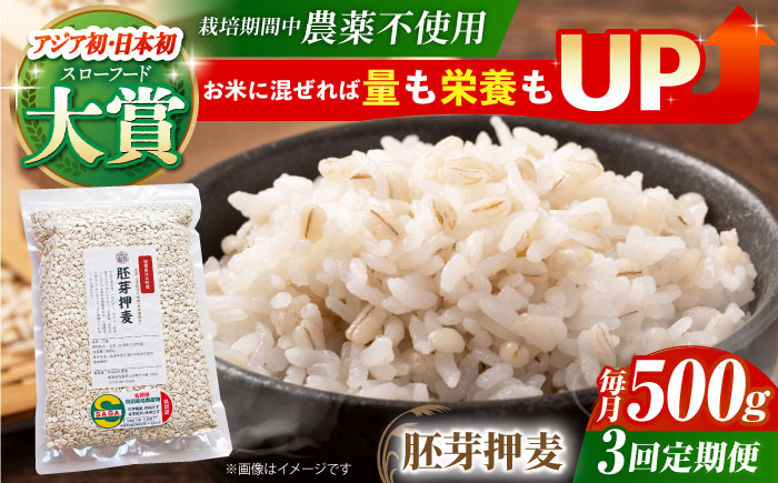 【全3回定期便】栽培期間中農薬不使用 胚芽押麦500g（1等麦使用）【葦農】 [HAJ034] 麦