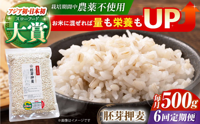 【全6回定期便】栽培期間中農薬不使用 胚芽押麦500g（1等麦使用）【葦農】 [HAJ035] 麦