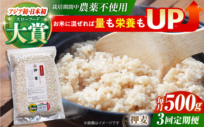 【全3回定期便】栽培期間中農薬不使用 押麦500g（1等麦使用）【葦農】 [HAJ037] 麦