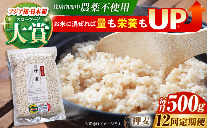 【全12回定期便】栽培期間中農薬不使用 押麦500g（1等麦使用）【葦農】 [HAJ039] 麦