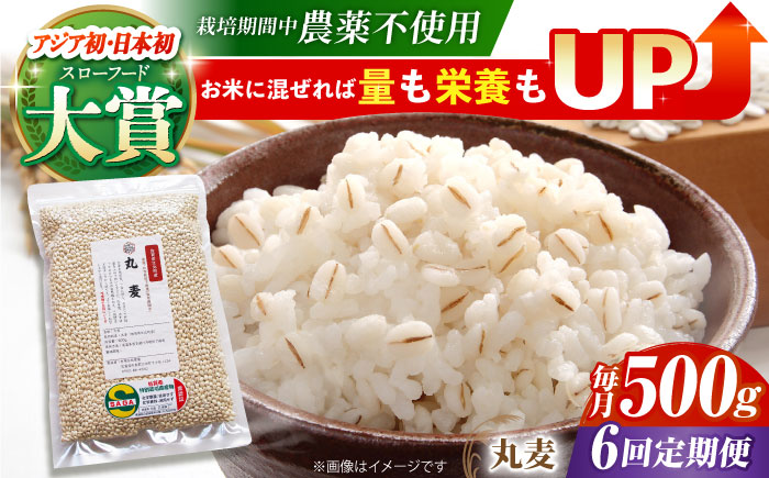 【全6回定期便】栽培期間中農薬不使用 丸麦500g（1等麦使用）【葦農】 [HAJ041] 麦