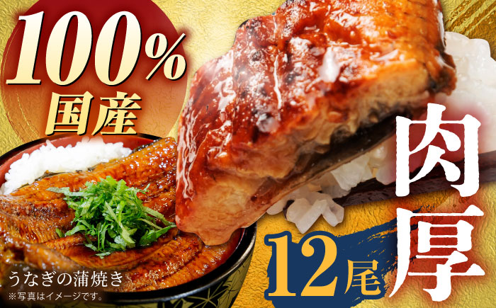 国産うなぎ 蒲焼き 12尾【魚正】 [HBV004] 鰻