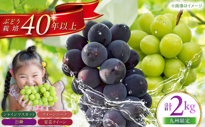 【九州限定】【6～7月発送】ぶどう 3種詰合せ 2kg　（ シャインマスカット 巨峰 安芸クイーン クイーンニーナ ） 【石井園】 / 配送エリア限定 [HDD001]