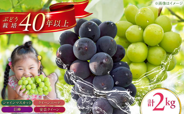 【6～7月発送】ぶどう 3種詰合せ 2kg　（ シャインマスカット 巨峰 安芸クイーン クイーンニーナ ）/ 佐賀県産 / 【石井園】 [HDD002]