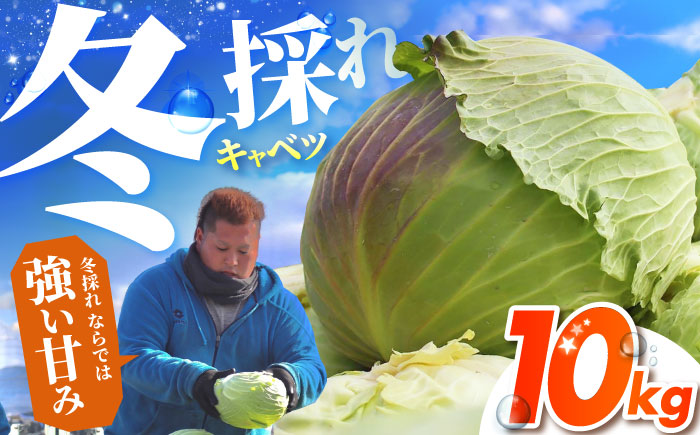 【先行予約】 キャベツ 10kg 【吉祥】 [HDG001]