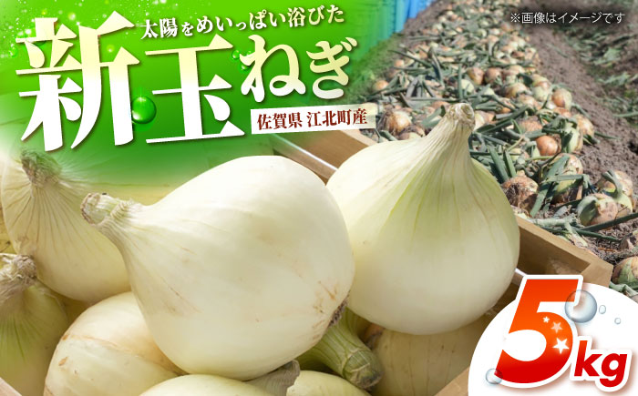 【先行予約】 新玉ねぎ 5kg 【吉祥】 [HDG015]