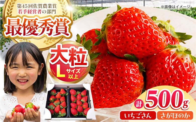 [12〜4月発送]農園直送「いちごさん・さがほのか」500g(約250g×2パック)[むらおか農園] 