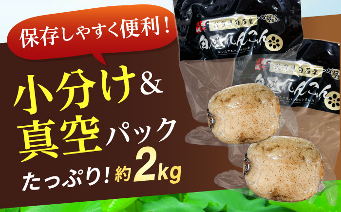 【R8年1月以降発送】【真空パック】新鮮でおいしい！ 佐賀のがばいうまかレンコン 約2kg【有限会社白石開発】 /蓮根 レンコン 佐賀県産 白石町産 野菜 根菜 小分け 真空 保存 [IBN006]