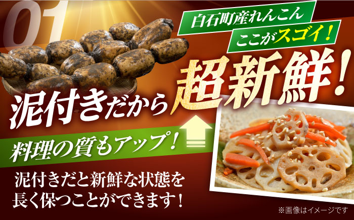 【2026年1月以降発送】白石町産 泥付きれんこん （4kg） 【佐賀県農業協同組合】レンコン 蓮根 野菜 根菜 佐賀県産 九州 佐賀県 白石町 [IAK015]