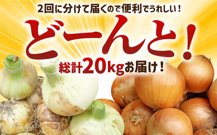 【2回定期便】農家直送 玉ねぎ 定期便 10kg/回 【玉葱農家 陣内ちひろ】玉葱 たまねぎ 新玉ねぎ 新玉葱 晩生 [IAO027]