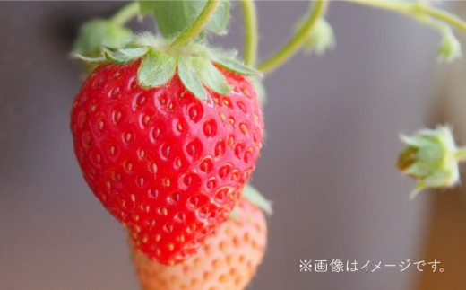 【先行予約】【農家直送】その美味しさ四つ星級！「よつぼし」220g×2パック 【岸川農園】いちご [IAP009]