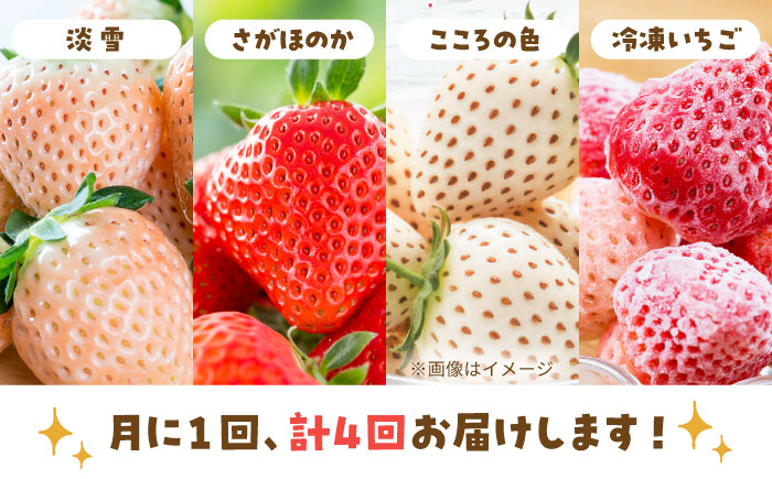 【R8年1月以降発送】【4回定期便】岸川農園の自慢の赤白いちご（淡雪・さがほのか・こころの色・冷凍いちご） 【岸川農園】 [IAP046]
