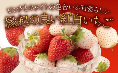 【先行予約】【農家直送】赤白「パールホワイト」＆「さがほのか」各220g【ハヤシダファーム】いちご [IAQ005]