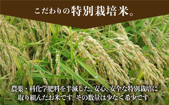 【令和6年産新米】特別栽培米 早場米 コシヒカリ 5kg 山口さんちの贈り物【y'scompany】米 お米 白米 佐賀県産 [IAS001]