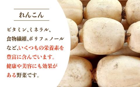 【年内発送】【農家直送！】 洗いれんこん 2kg（500g×4袋） ～山口さんちの贈り物～【y'scompany】佐賀県産 れんこん レンコン 洗い 洗いれんこん  人気 高評価 九州 佐賀県 白石町 [IAS003]