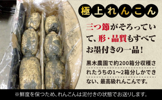 【R8年1月以降発送】ギフトにも！ 極上れんこん 約2kg 化粧箱（黒）【黒木農園】泥付き [IAU002]