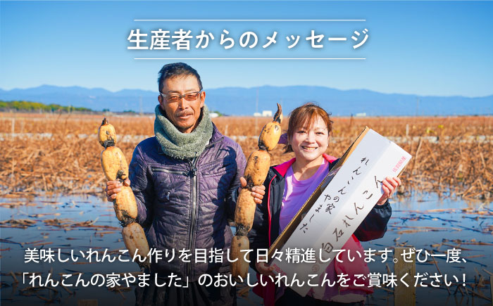 【年内発送】【農家直送！】 れんこん（泥付き） 3kg 【れんこんの家やました】/レンコン 蓮根 佐賀県産 白石町産 野菜 根菜 高品質 九州 佐賀県 白石町 [IAW006]