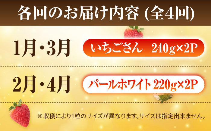 【先行予約】【4回定期便】食べ比べ！いちごさん＆パールホワイト【かわさきいちご】イチゴ [IBG012]